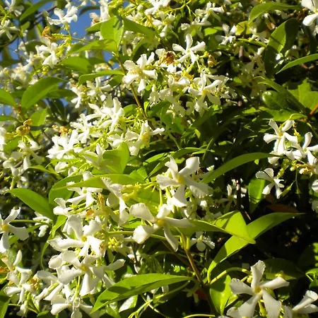 Marelmy * Mourésion