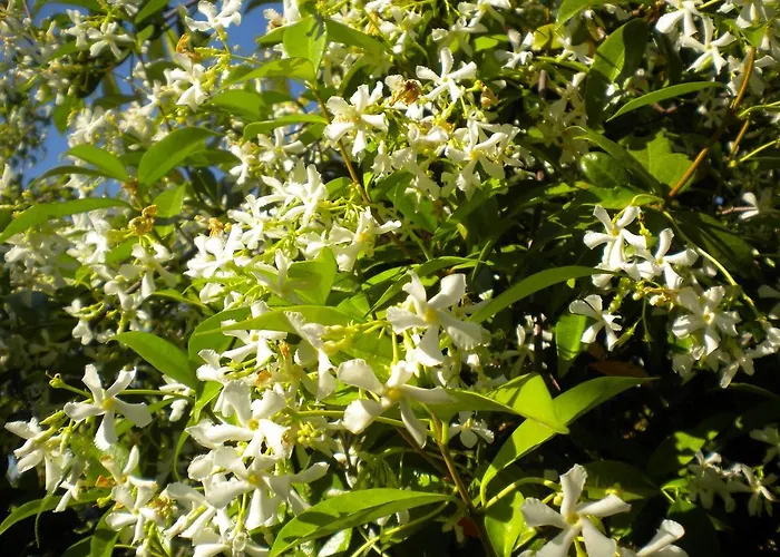 Marelmy * Муреси